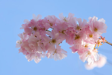 Blühende Japanische Kirsche (Prunus serrulata)