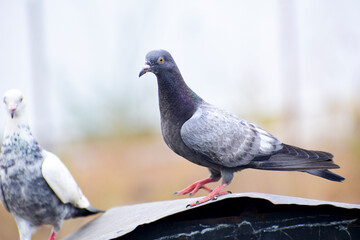 A beautiful pigeon sitting in the garden.