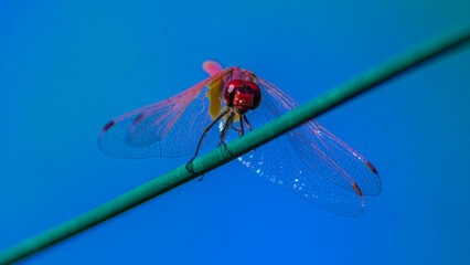 Dragonfly perched on a rope