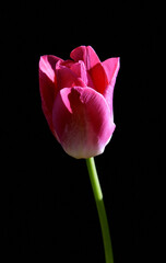 tulipan kwiat w ogrodzie - obrazy, fototapety, plakaty