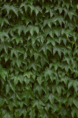 Naklejka na ściany i meble Green Leaves background, garden foliage