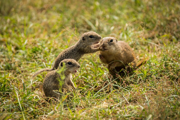 European susliks in the meadow. Ground squirrel in wild nature.