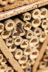 Pollinisateurs - Osmie cornue occupant un hôtel à insectes en bambou