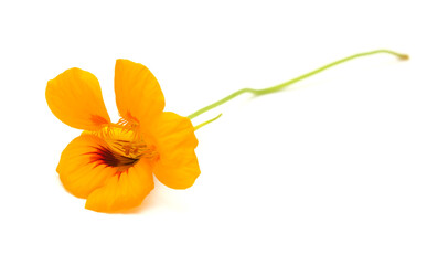 Flora of Gran Canaria -  Tropaeolum majus, the garden nasturtium, introduced and invasive plant, edible, natural macro floral background
