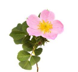 Flora of Gran Canaria - Rosa canina,  dog rose, isolated on white
