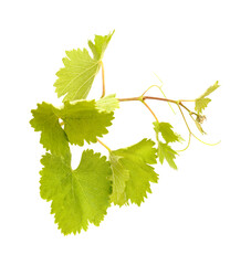 Viticulture of Gran Canaria - new shoots  on vine plants, isolated on white 
