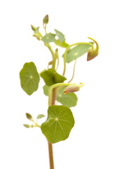 Flora of Gran Canaria -  Tropaeolum majus, the garden nasturtium, introduced and invasive plant, edible, natural macro floral background
