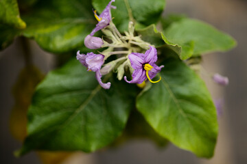 Flora of Gran Canaria - Solanum lidii, endemic to the island, locally called pepper of Temisas, natural macro floral background
