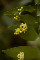 Flora of Gran Canaria - Semele androgyna, native to  Canary Islands and Madeira,  natural macro floral background
