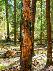 The trunk of an old birch eaten by a bark beetle and with holes destroyed by woodpeckers