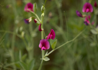 Flora of Gran Canaria -  Lathyrus tingitanus, Tangier pea natural macro floral background
