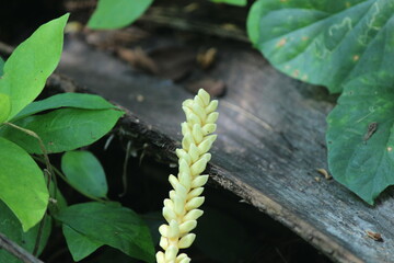 coconut flowers - Cocos nucifera