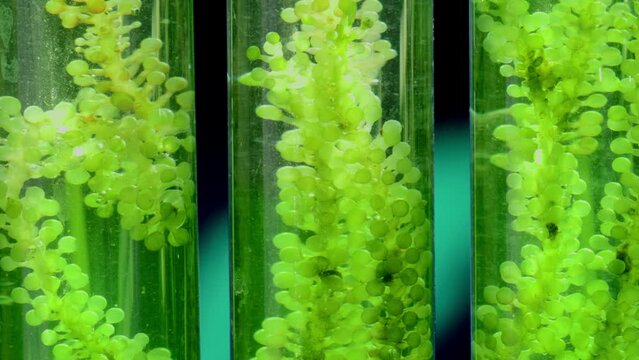 Algae fuel biofuel industry lab researching for alternative to fossil algae fuel or algal biofuel.