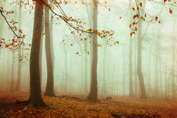 Beech forest shrouded in thick autumn fog