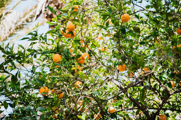 Ripe mandarin oranges hanging on tree branches close-up. Low angle photo of juicy citrus tangerines growing on tree.