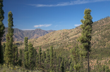 Flora of Gran Canaria -  Pinus canariensis, fire-resistant Canary pine, zone affected by a 
wildfire, bottlebrush  shaped trees