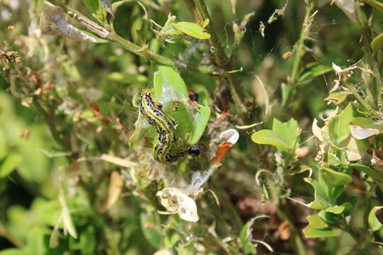Chenille pyrale du buis, chenille qui mange le buis
