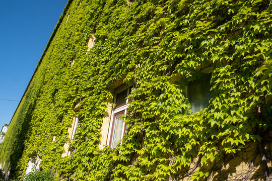 Greening of house facades