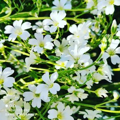 white flowers on a green background