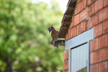 Female blackbird collecting items to make a nest in a garden