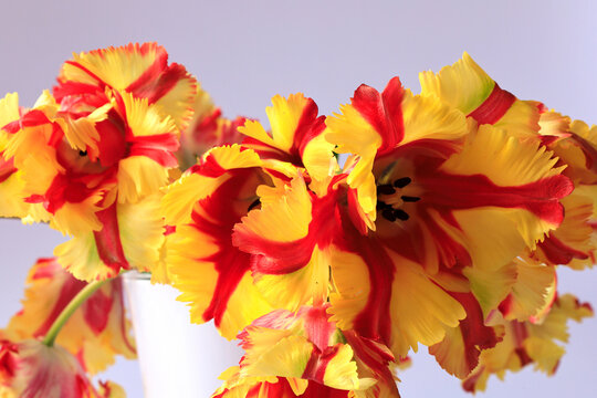 Studio shot of yellow and red blooming parrot tulips