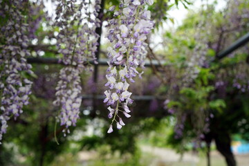 Wisteria floribunda フジ 藤 藤の花