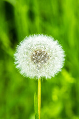 Fototapeta premium Fluffy dandelion in green grass. Weed, wild flower.