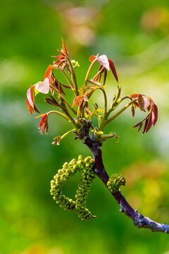 Blossoming branch of walnut tree