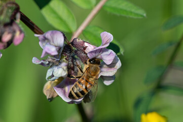 Apis mellifera - Western Honey Bee - Abeille européenne