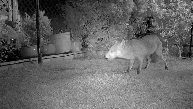 Infra red wildlife camera images of urban fox.