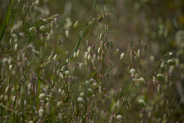 Flora of Gran Canaria -  Briza maxima, Greater quaking-grass natural macro floral background
