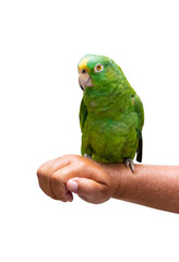 Green parrot sitting on hand isolated on white. Amazon Parrot.