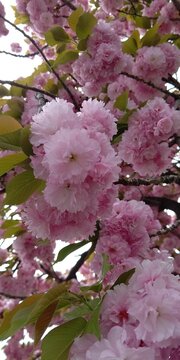 pink flowers in the garden