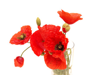 Flora of Gran Canaria -  Papaver rhoeas, common poppy, small posy in a glass, isolated 
