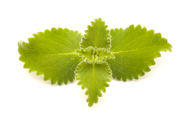 Coleus amboinicus, Cuban oregano isolated on white background
