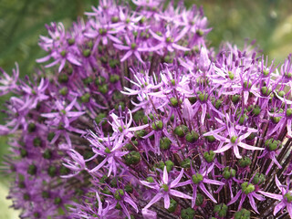 purple flowers in the garden