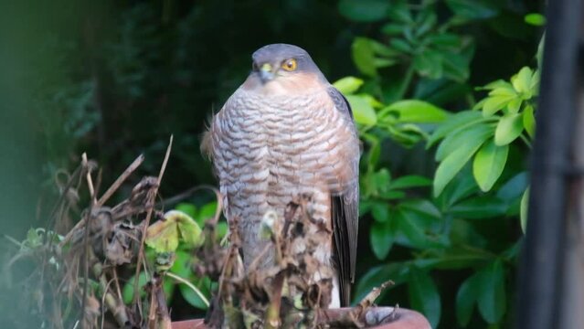 The Eurasian sparrowhawk, also known as the northern sparrowhawk or simply the sparrowhawk, is a small bird of prey in the family Accipitridae. Male.