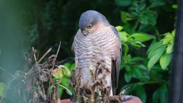 The Eurasian sparrowhawk, also known as the northern sparrowhawk or simply the sparrowhawk, is a small bird of prey in the family Accipitridae. Male.