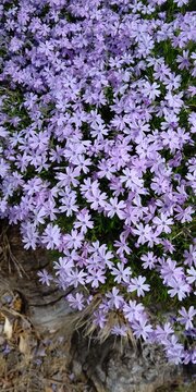 flowers in the garden
