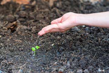 Hand watered on seedlings of plants that are starting to grow from fertile soil.