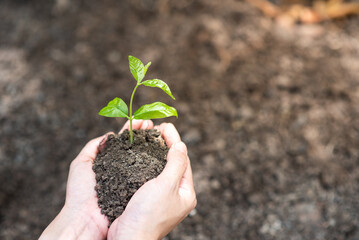 Woman's hand planting green seedlings
