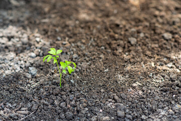 The sapling of the plant is beginning to grow from the fertile soil.