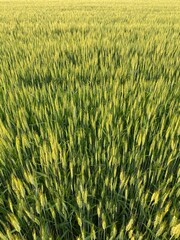 Green field strewn young wheat. Green natural background. Nature farming. Summer landscape