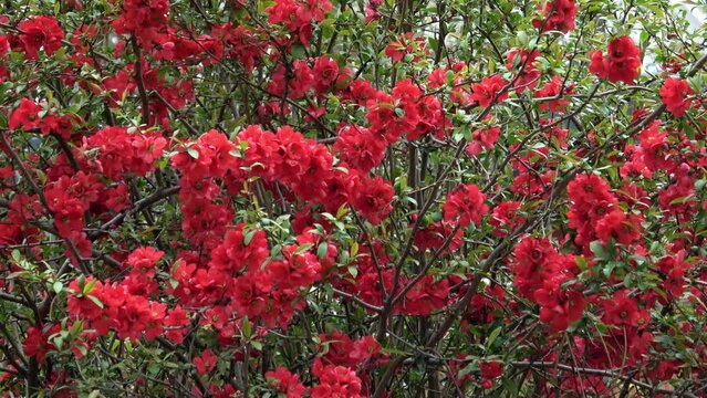 Red flowers of the Japanese flowering Quince (Chaenomeles x superba)