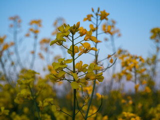 Canola field at sunset. .