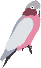 オウムのイラスト © Mamuta Kuroki