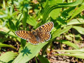 Glanville fritillary (Melitaea cinxia) butterfly on the grass in spring