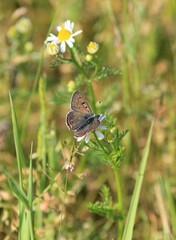 Butterfly (Lycaenidae) on flowers in spring