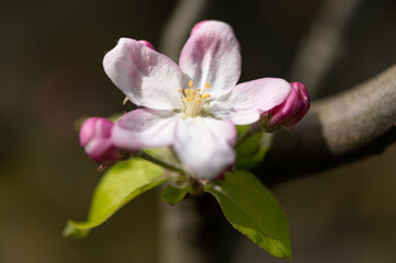 Malus sp - Apple tree - Pommier