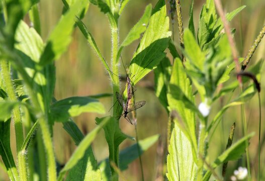 Mating long-legged mosquitoes (Tipulidae) on grass in spring